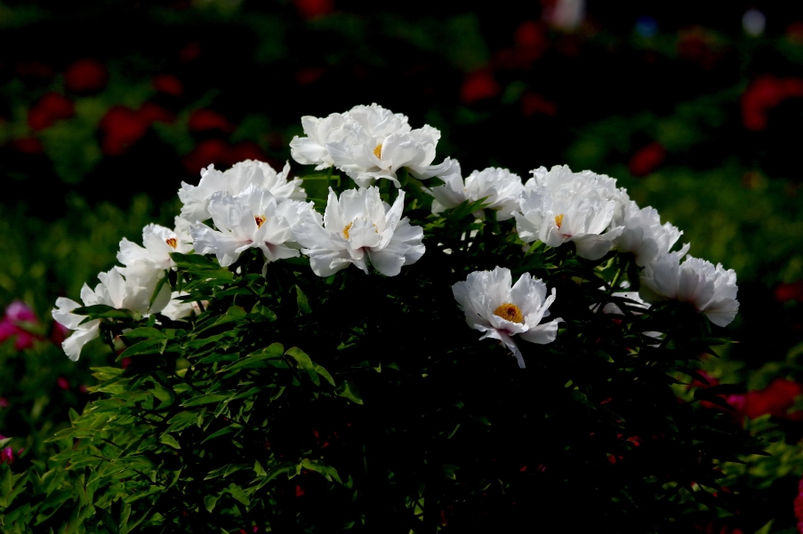 _MG_9515AA_调整大小.jpg
