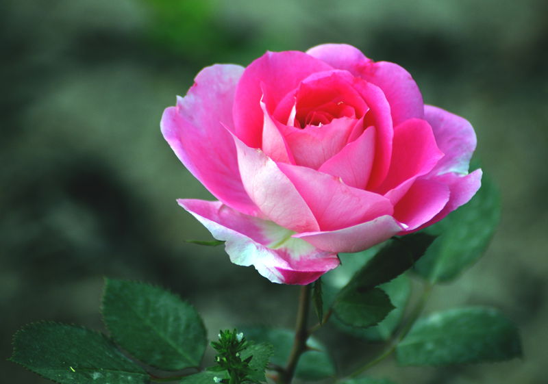 DSC_1364.jpg