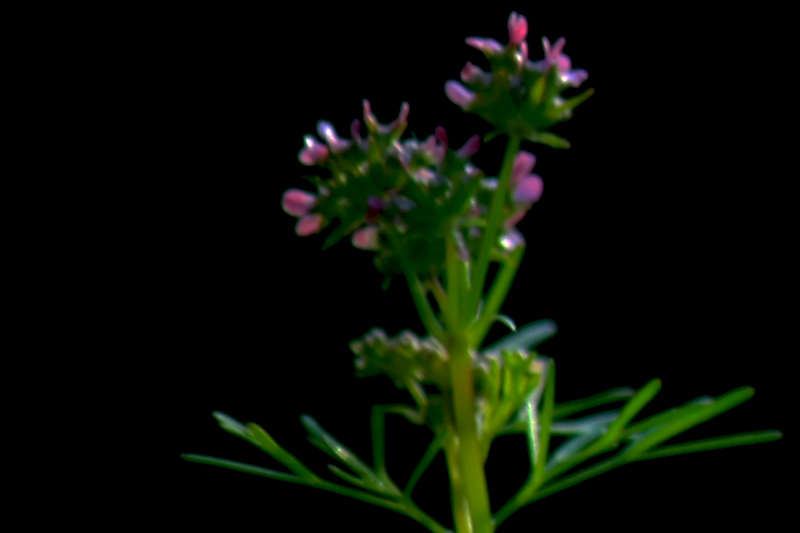 G_4651.jpg