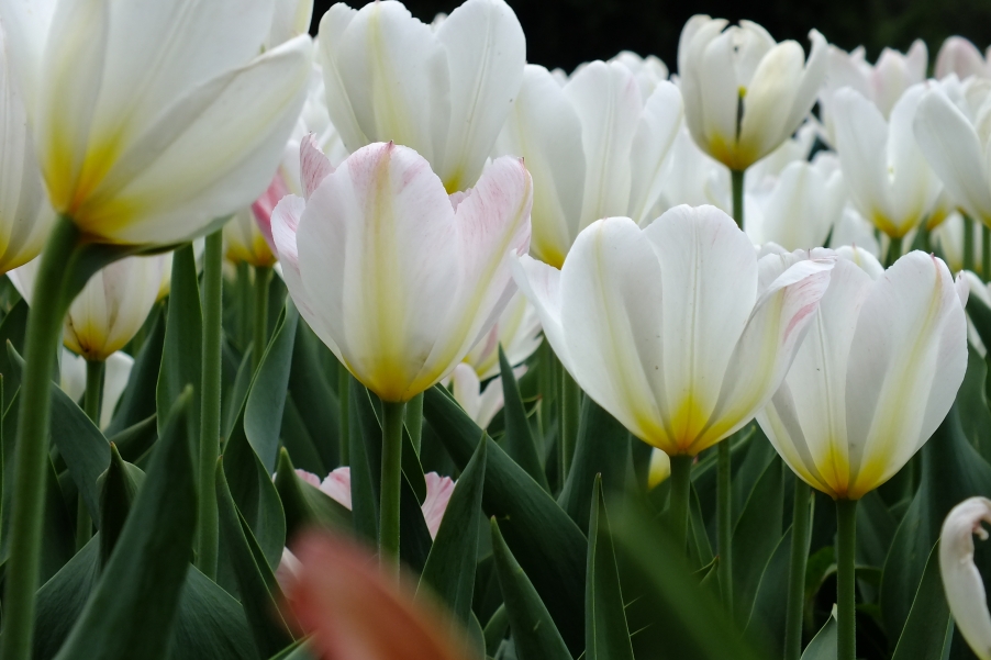 DSCF5080.JPG