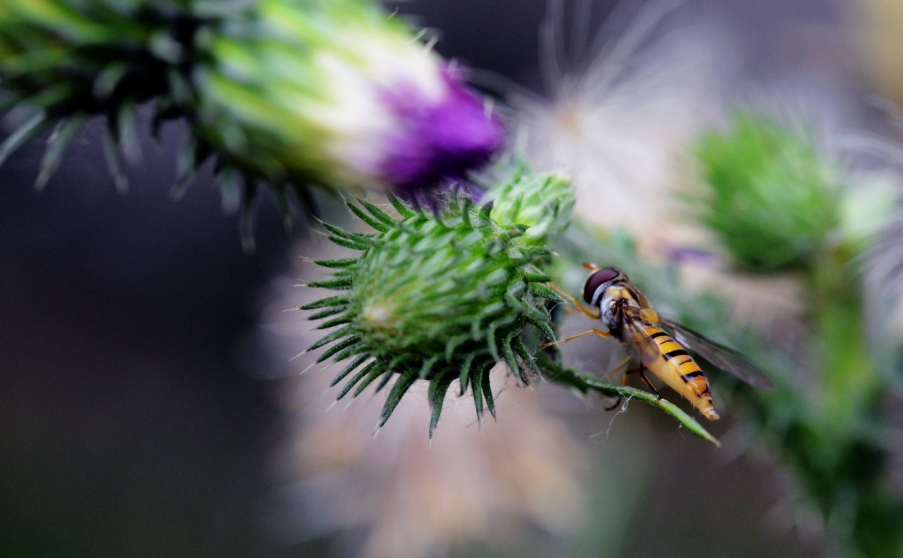 DSC_0300五月花1.jpg