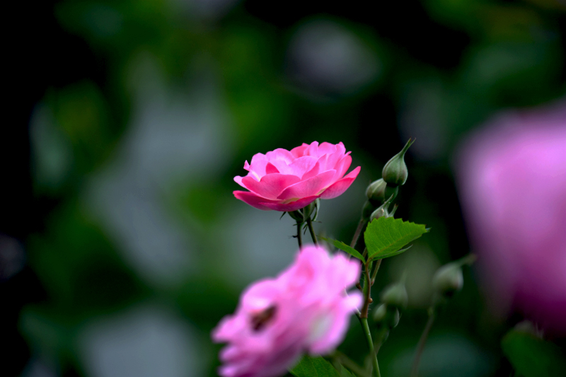 G_4761.jpg