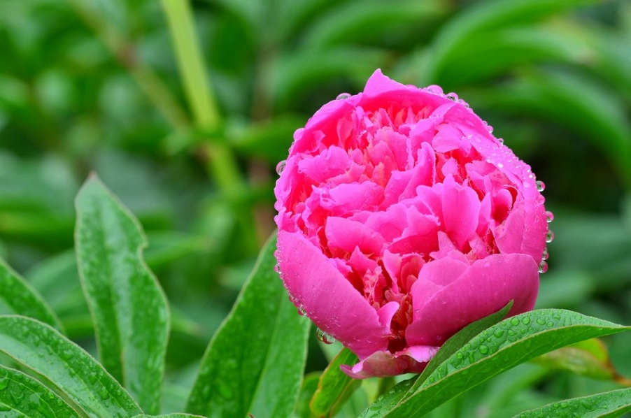 DSC_0275_副本-2.jpg
