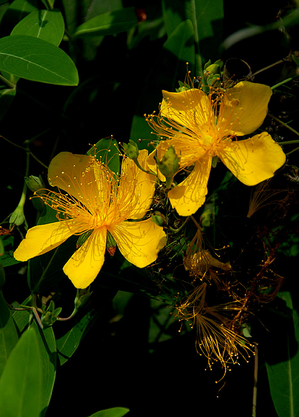 金丝 桃花 (2).jpg