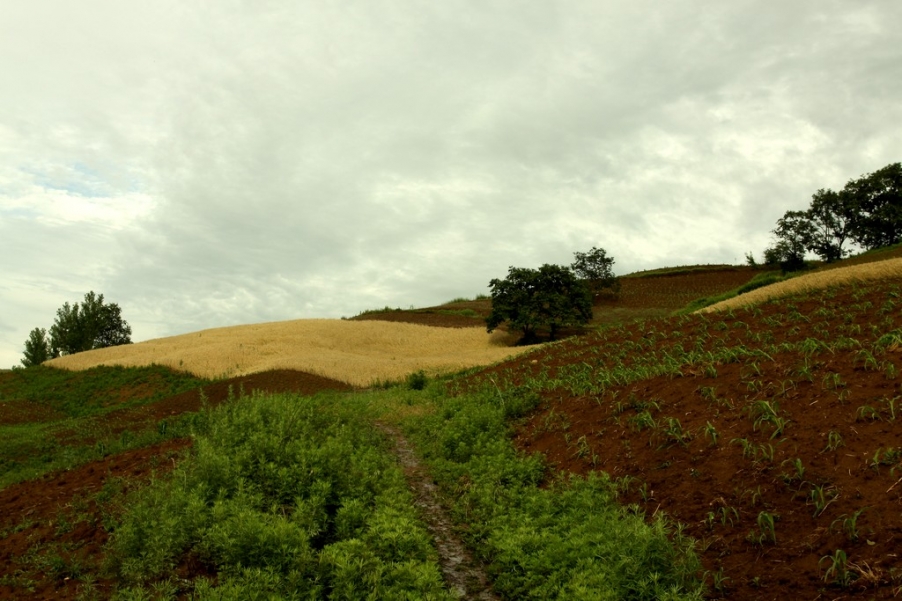 麦田6.jpg