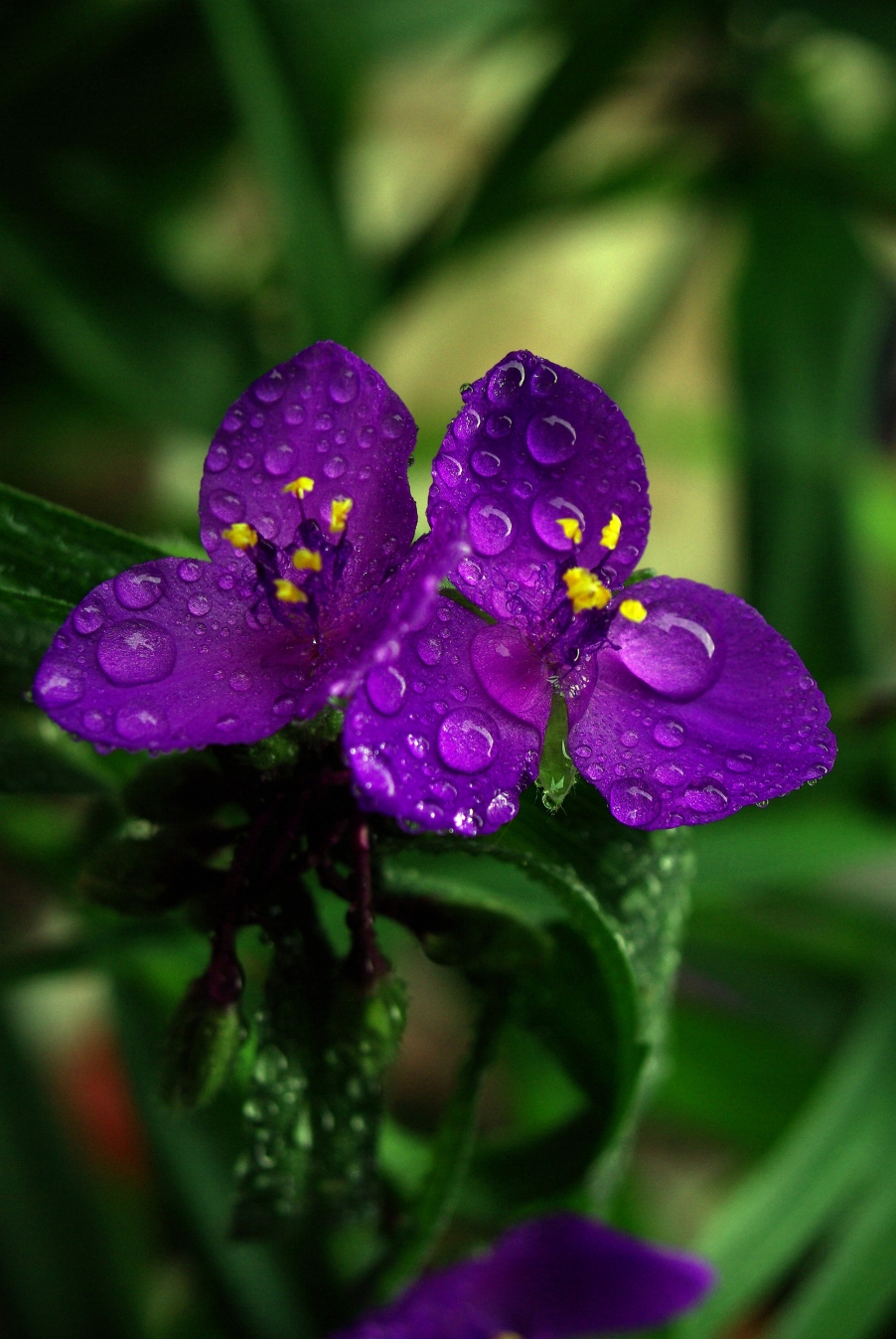 《雨后的花》.jpg