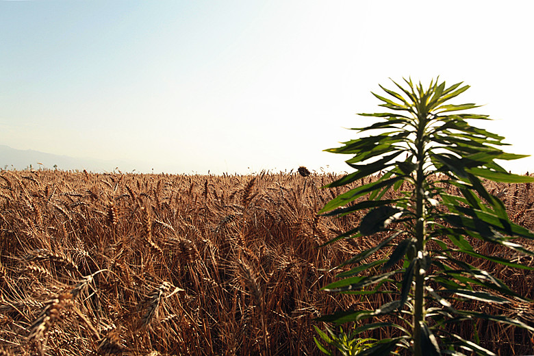 复件 蓝田三夏 086_副本.jpg