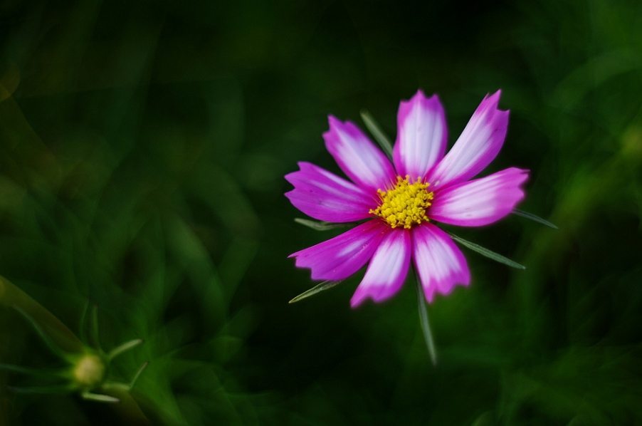 IMGP6444.jpg