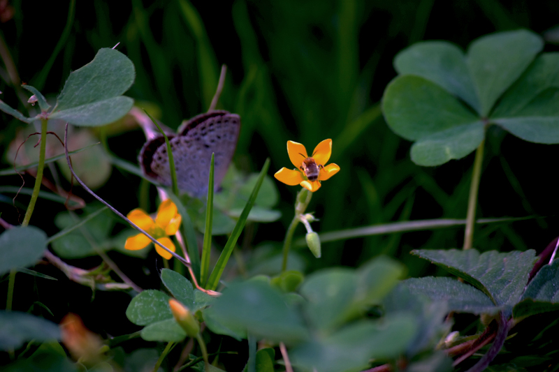 G_4651.jpg