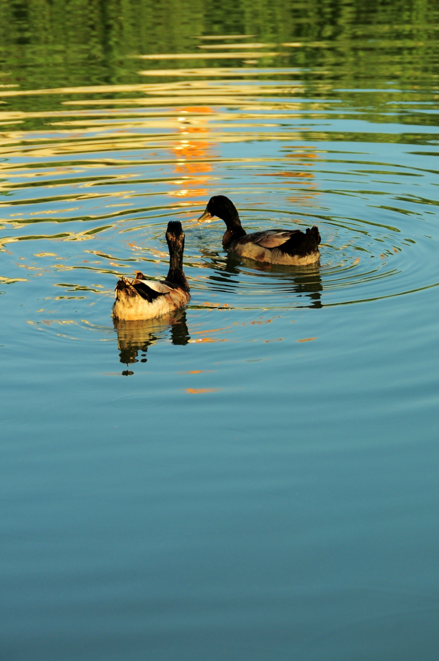 DSC_0194.jpg