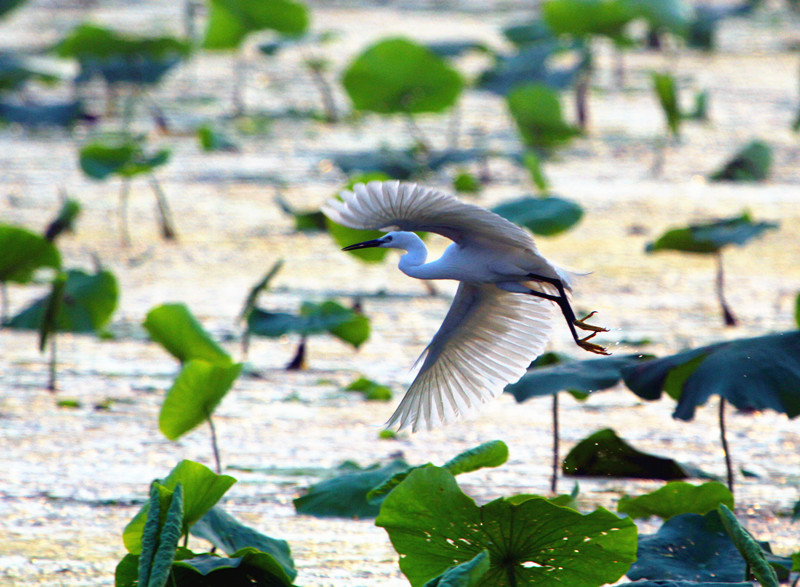 苍鹭 093_副本_副本.jpg