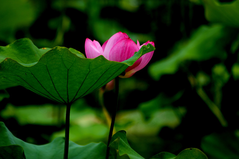 DPP_00152_副本.jpg