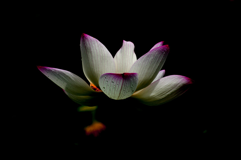 DPP_00142_副本.jpg
