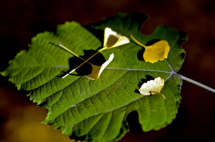 DSC_0041.jpg