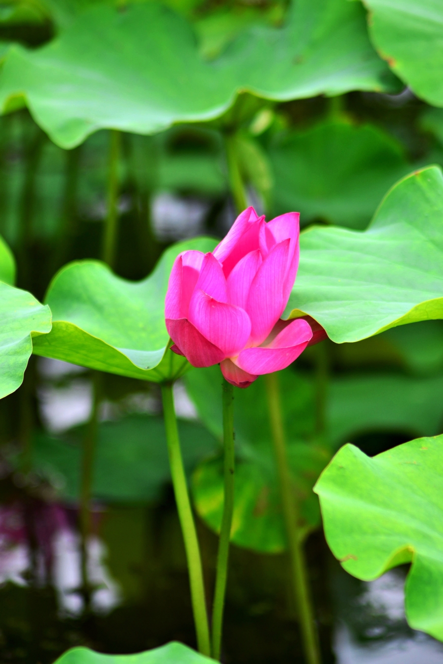 DSC_0010_副本.jpg