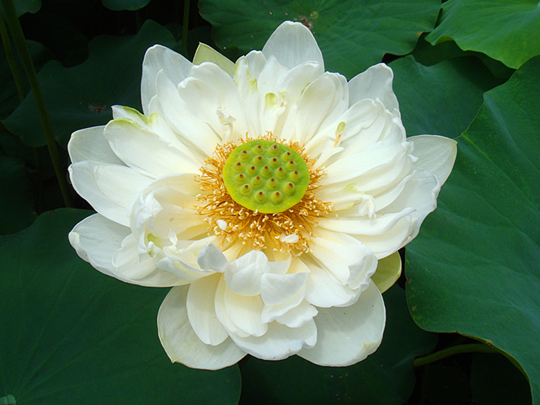 DSC08838_副本.jpg