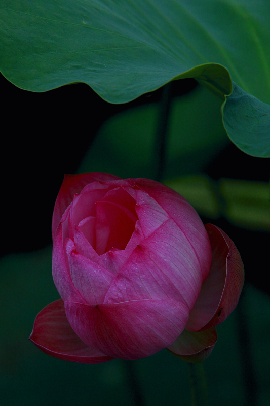 IMG_8786.jpg