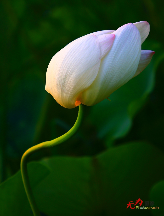 曲江-荷韵 (22).JPG