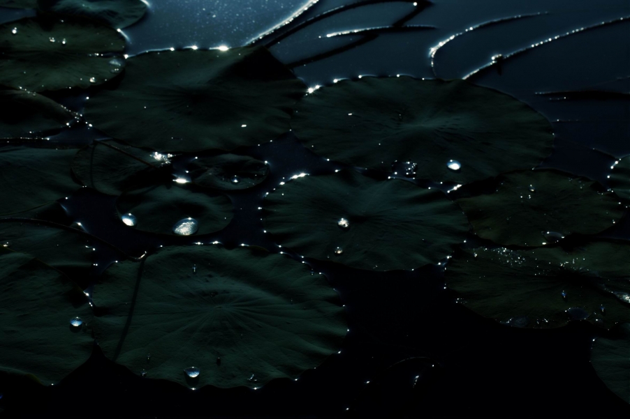 调整大小 IMG_8798k.jpg