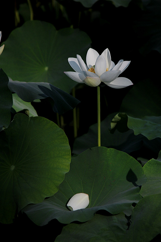 IMG_7845_副本.jpg