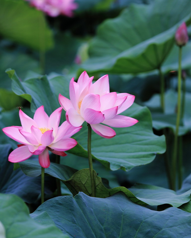 IMG_9367_调整大小.JPG