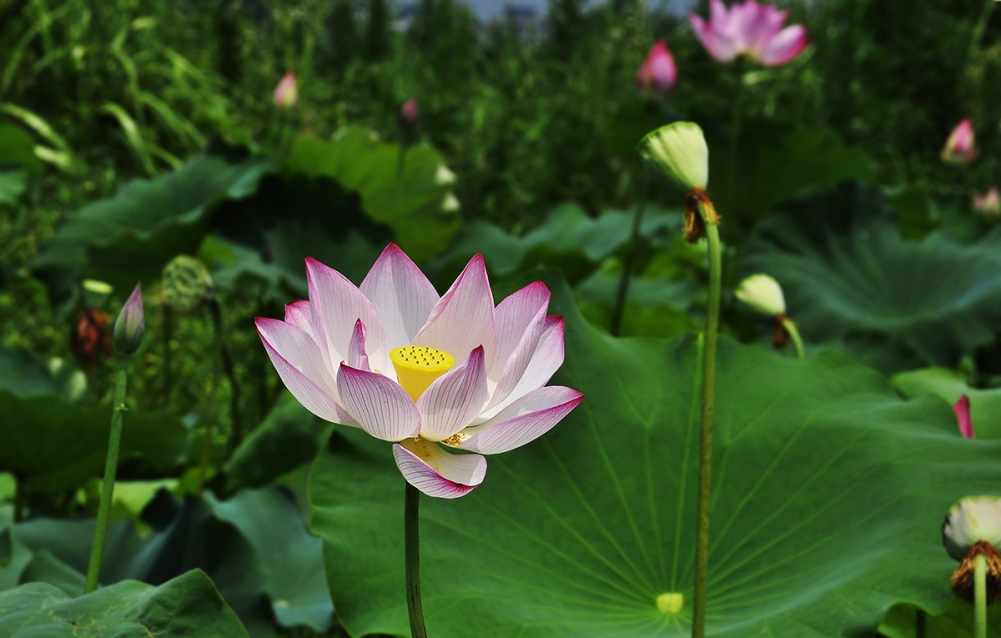 _DSC6488副本.jpg