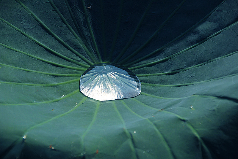 荷 塘 (10).jpg