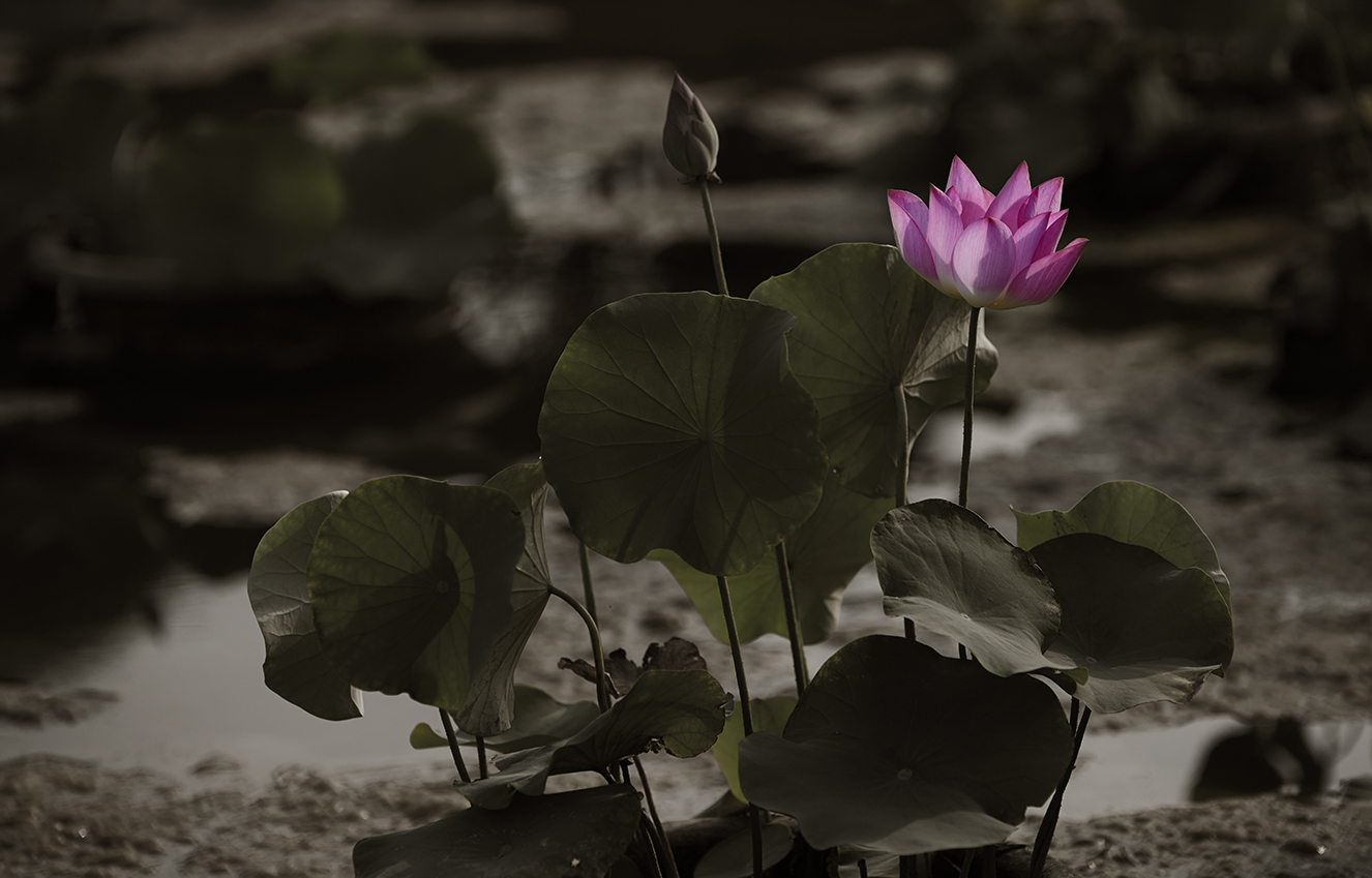 DSC_1294_修_小.jpg