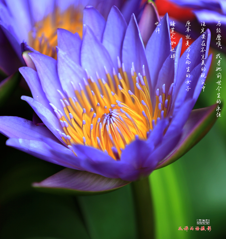 睡莲006_副本.jpg