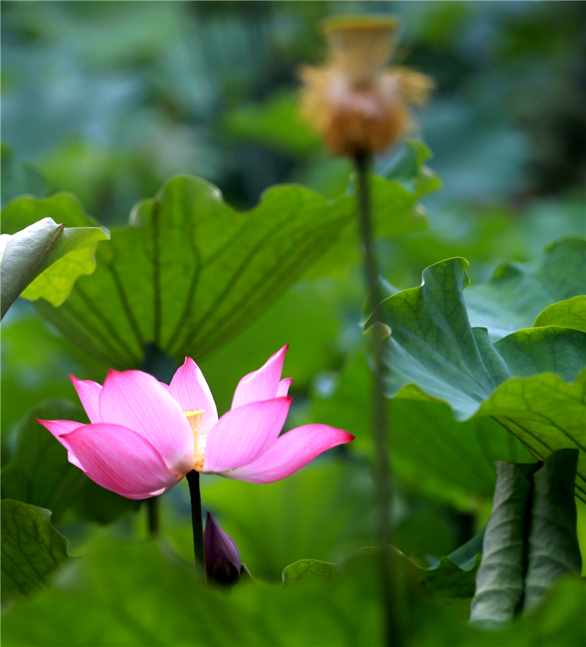 美荷003.jpg