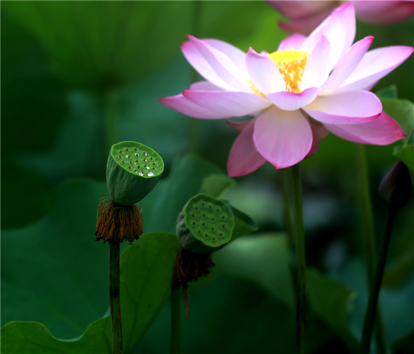 美荷014.jpg