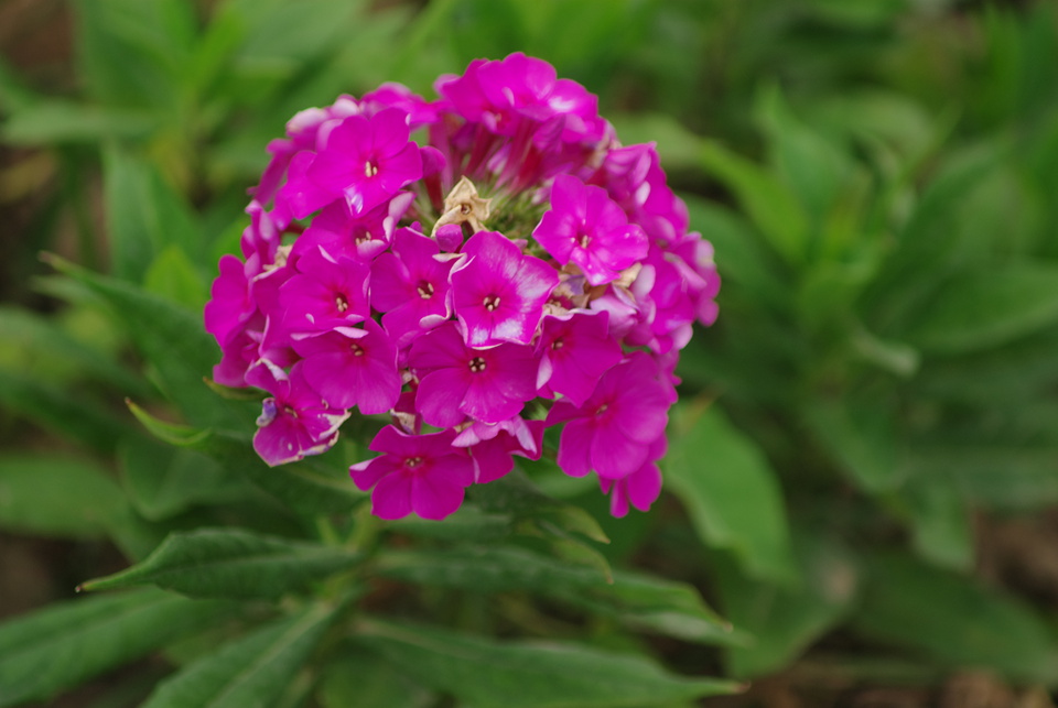IMGP8361.jpg