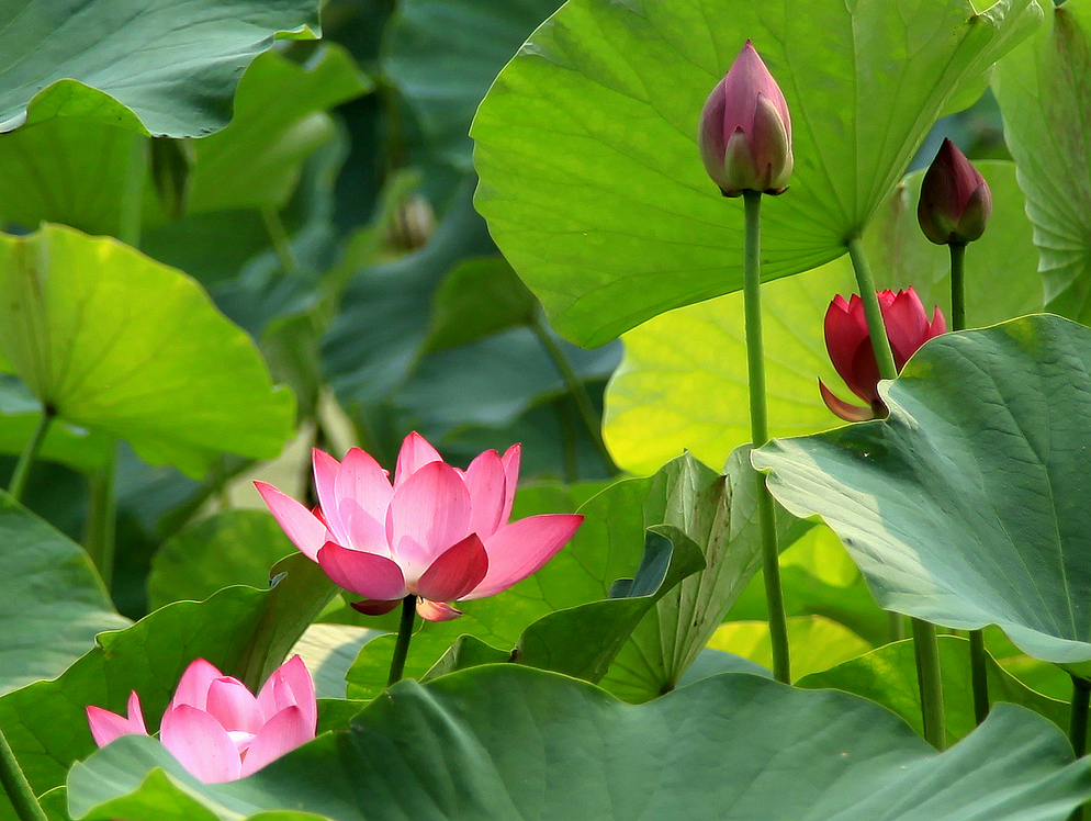 五朵花.jpg