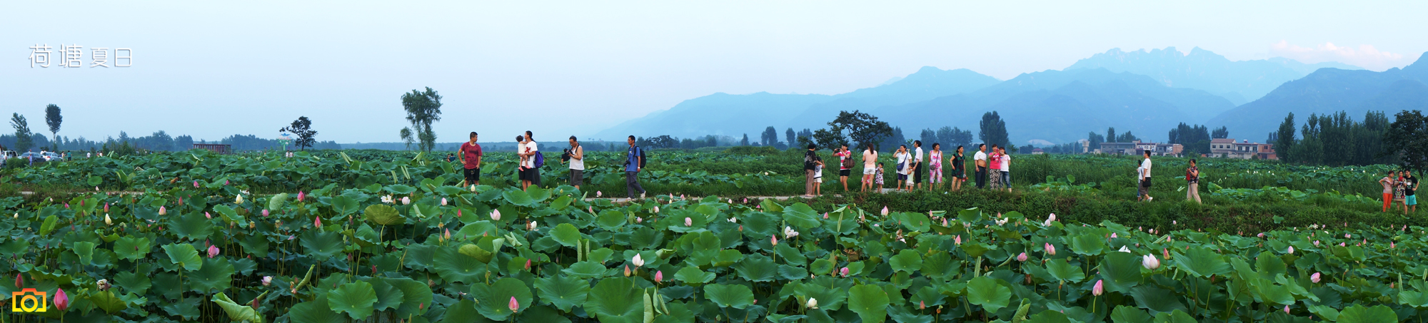 荷塘观赏.jpg