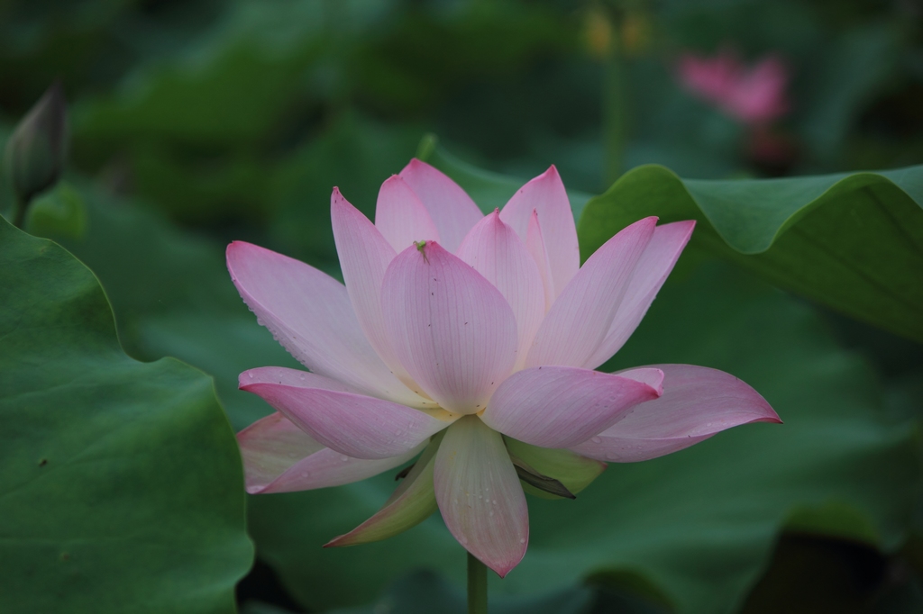 IMG_2850清水头观荷.JPG