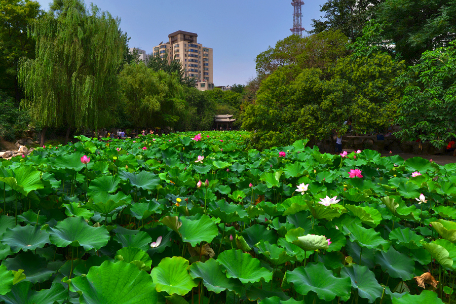 莲花公园荷花全景