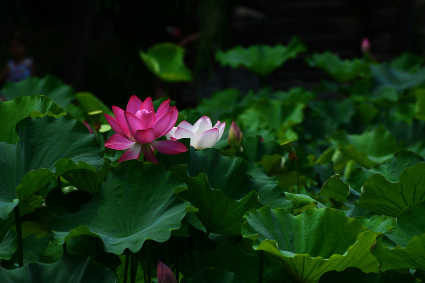 2013D600拍摄（6-7）月份 2938.JPG