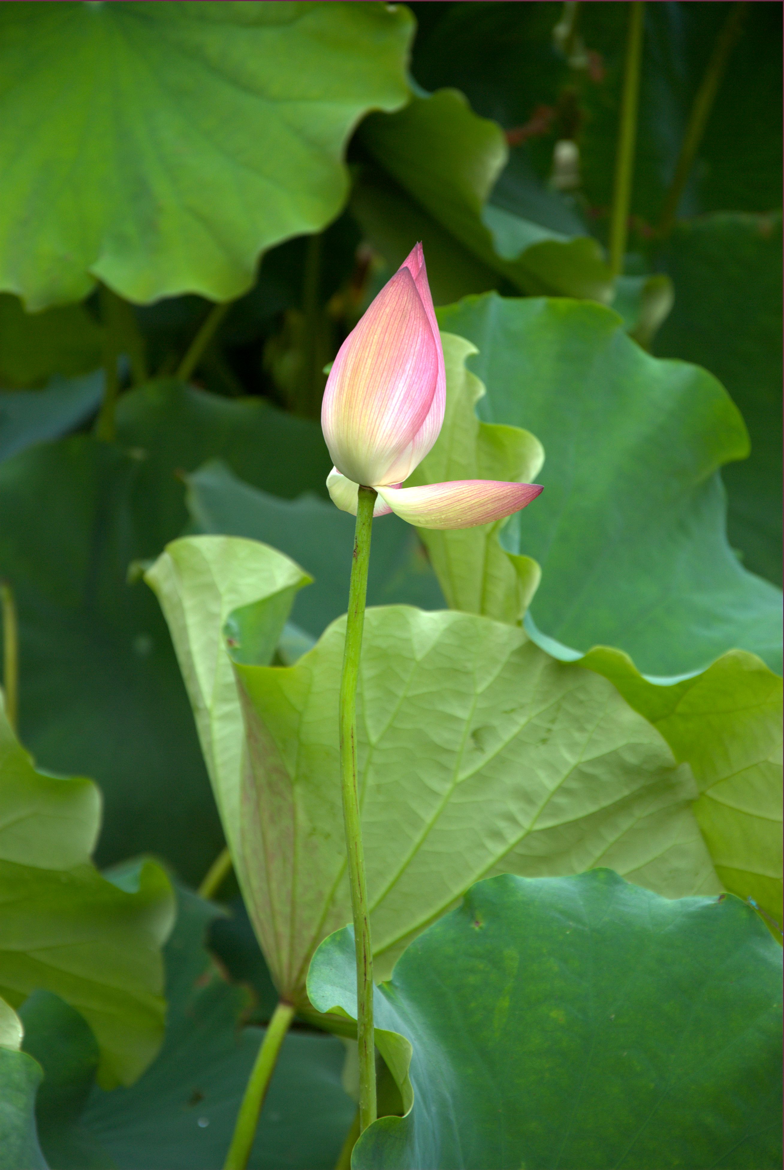 DSC_1416.jpg