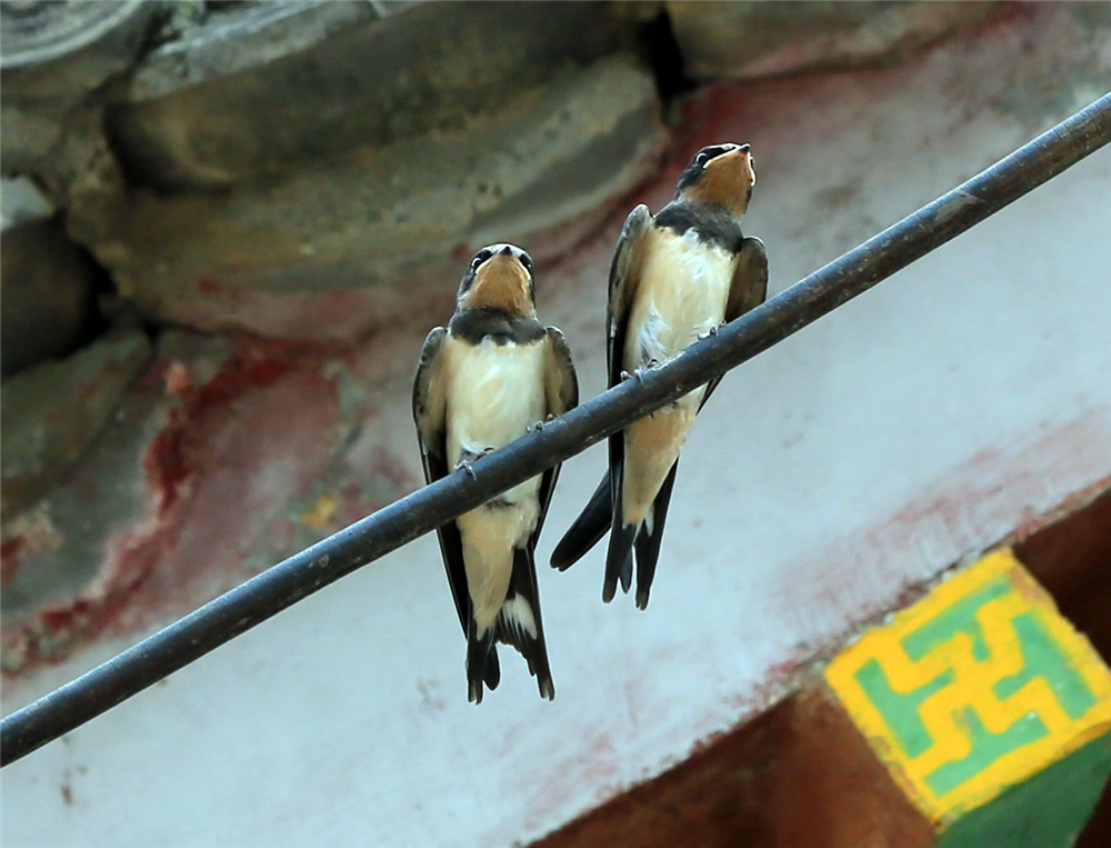 檐下燕语006_副本.jpg