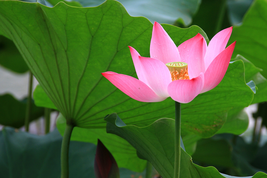 丰庆公园拍荷花 046_副本.jpg