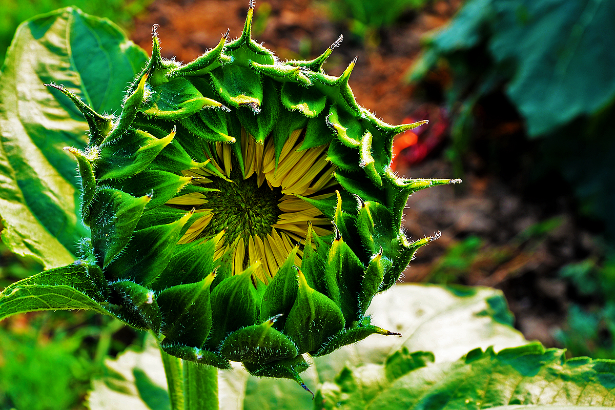 DSC_8170.jpg