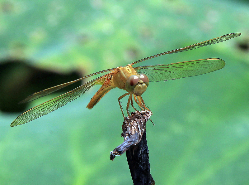 蜻蜓5.jpg