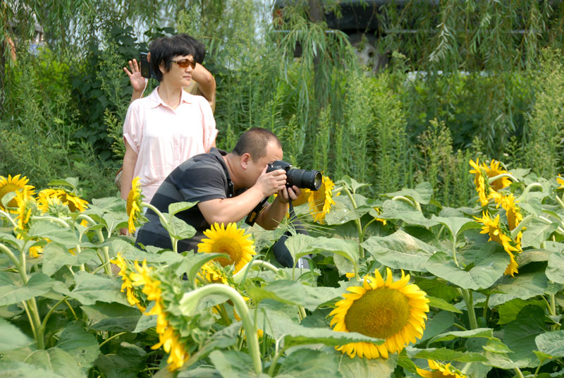 楼观 葵花 (11).jpg