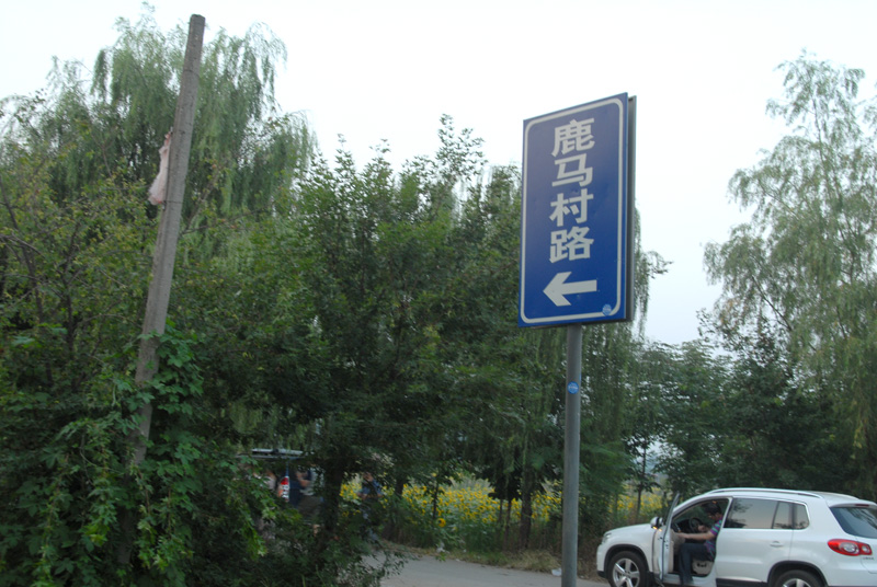 楼观 葵花 (39).jpg