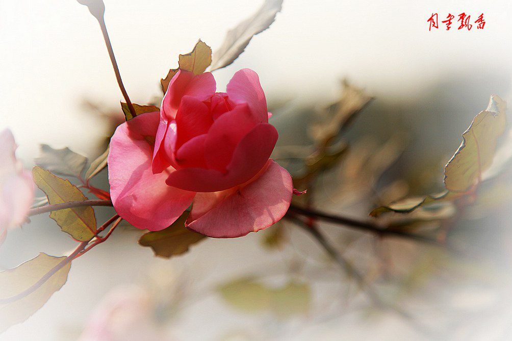 南湖 040_A_conew1.jpg