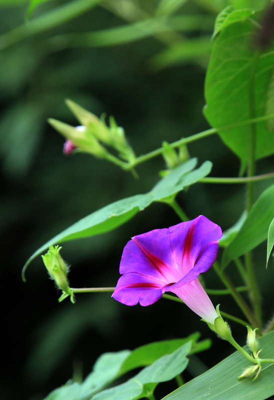 牵牛花2.jpg