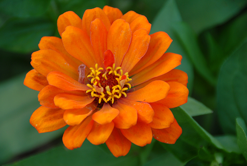 花卉 (12).jpg
