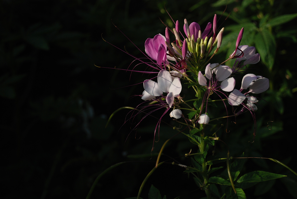 DSC_0069.JPG