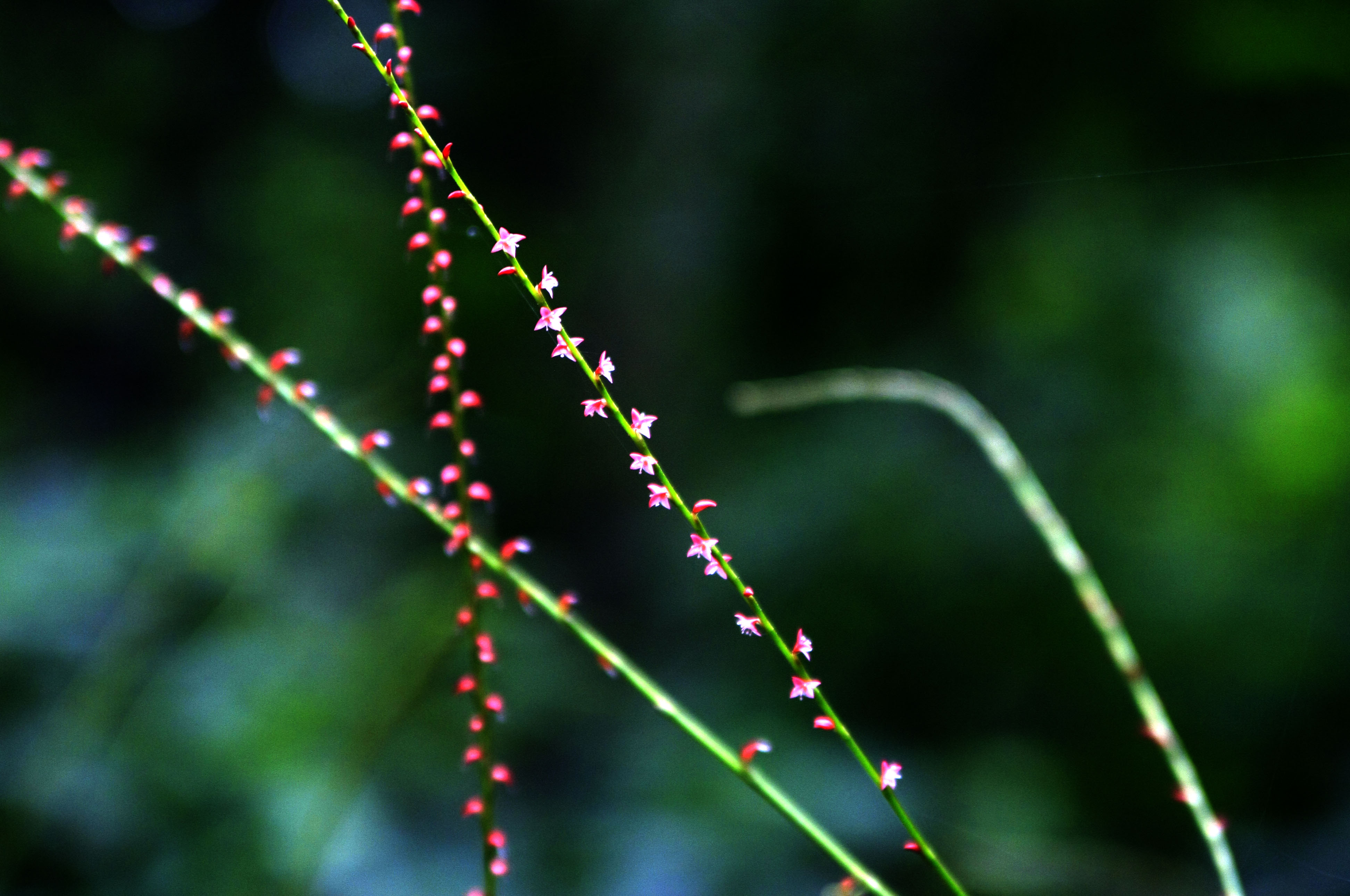 _MG_8440_1.jpg