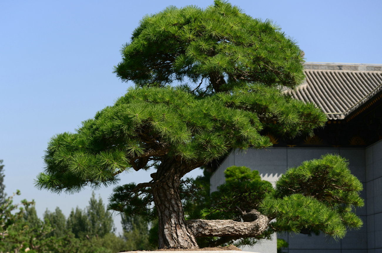 DSC_1665_副本.JPG